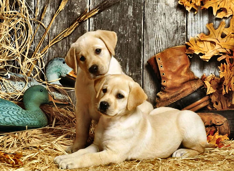 Hunting Dogs - Puppies, beautiful, pets, canine, animal, graphy, wide screen, labradors, dogs, HD wallpaper