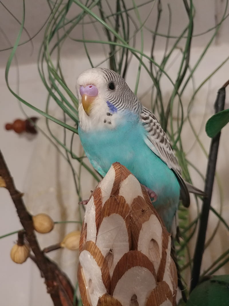 Budgie, bird, birds, blue, cute, parrots, HD phone wallpaper