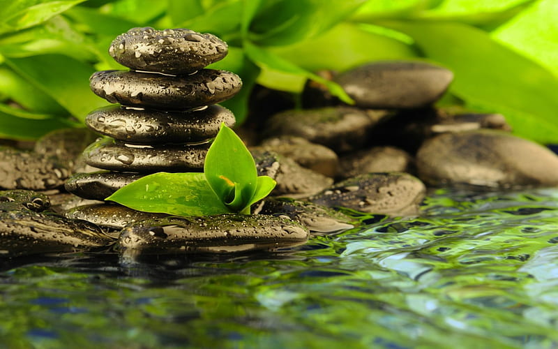 Nature Is Divine, water, stones, green, clear, fresh, plants, river, bamboo, HD wallpaper