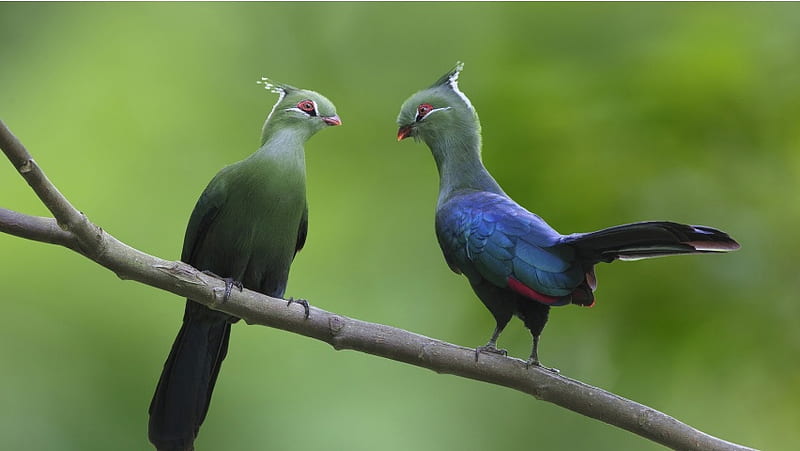 Turacos Couple At Branch, HD wallpaper