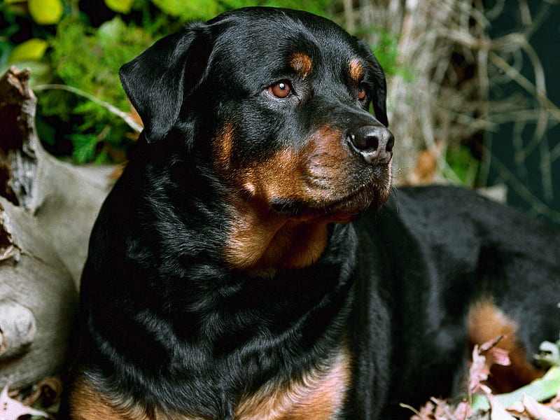 rottweiler bull terrier mix