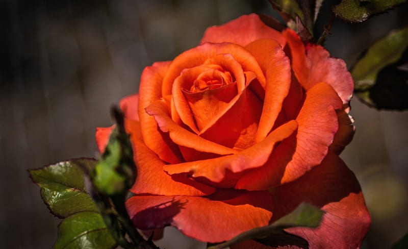 Beautiful Rose, flowers, buds, rose, orange, HD wallpaper