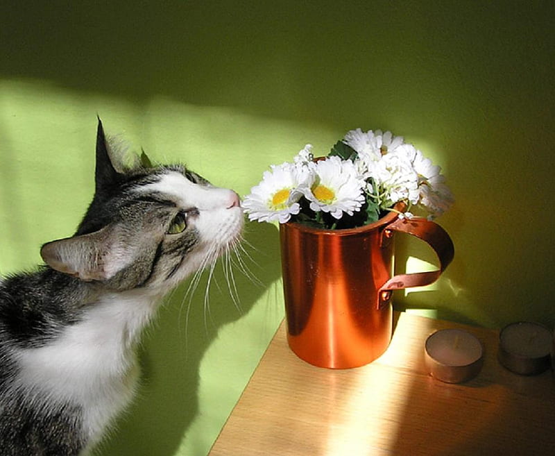 It's not cat nip, daisies, container, gris, sniffing, white, cat, HD wallpaper