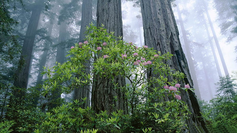 Redwood National Park-forest landscape, HD wallpaper