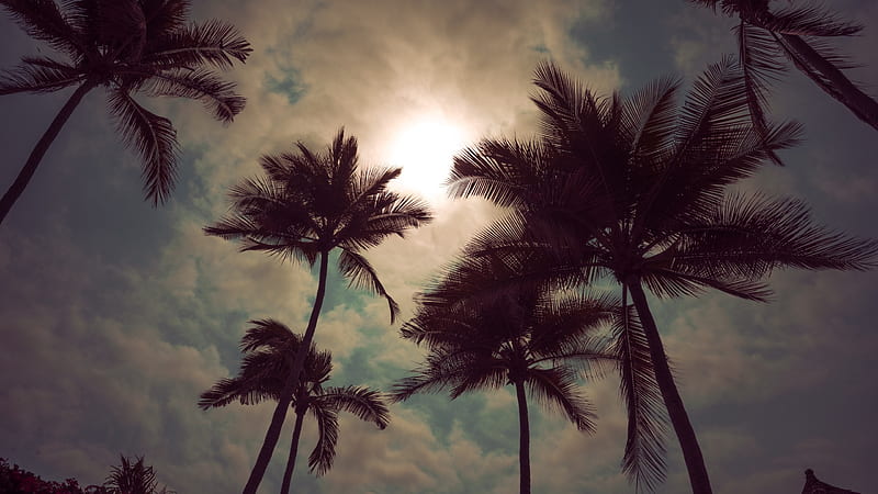 Moonlight, palm tree, mathew macquarrie, moon, moon, black, silhouette