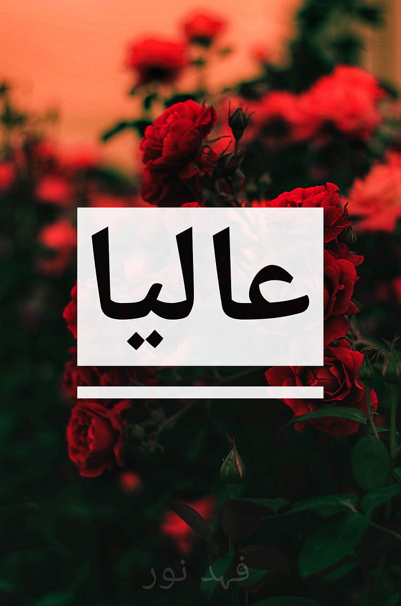Alia Name Art, red, rose, islamic, pakistan, india, typo, HD phone wallpaper