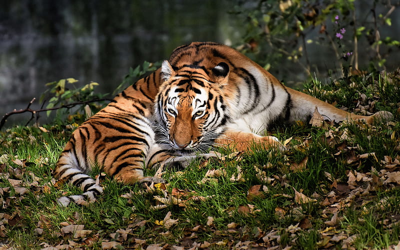 tiger, forest, wildlife, autumn, dangerous animals, tigers, HD wallpaper