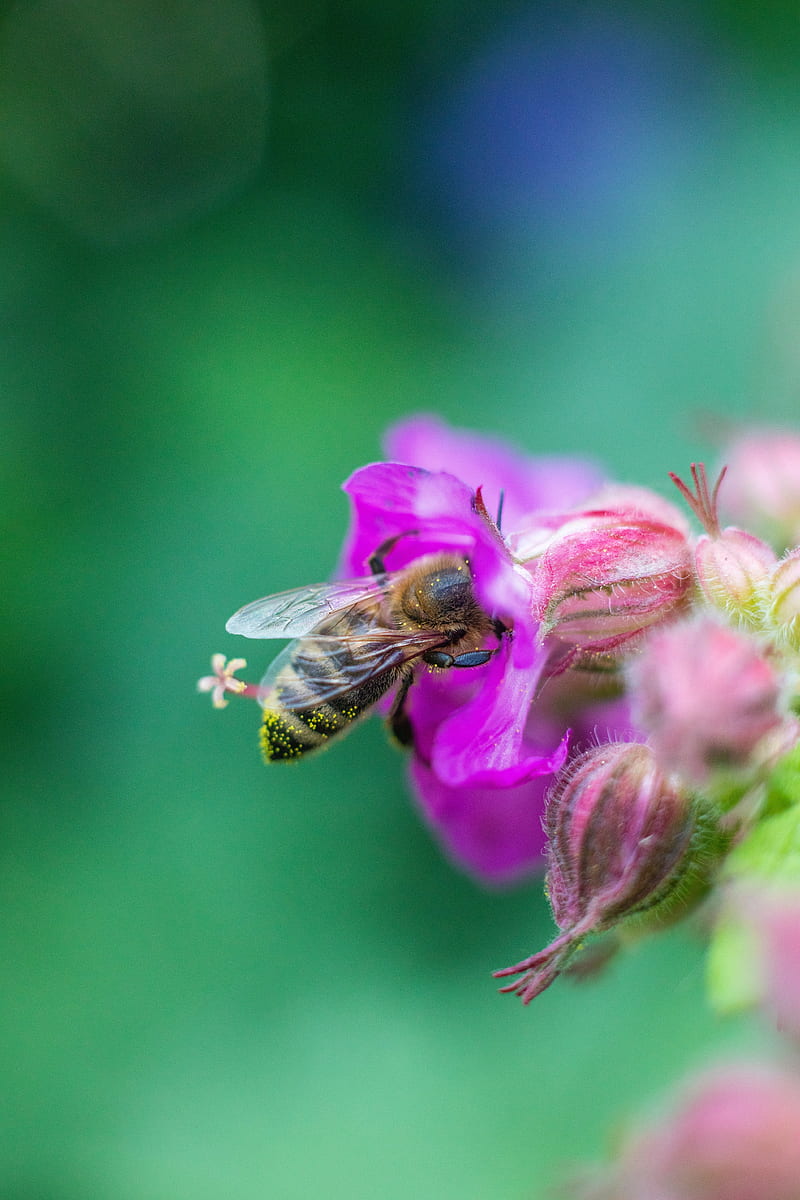 bee, flowers, macro, HD phone wallpaper