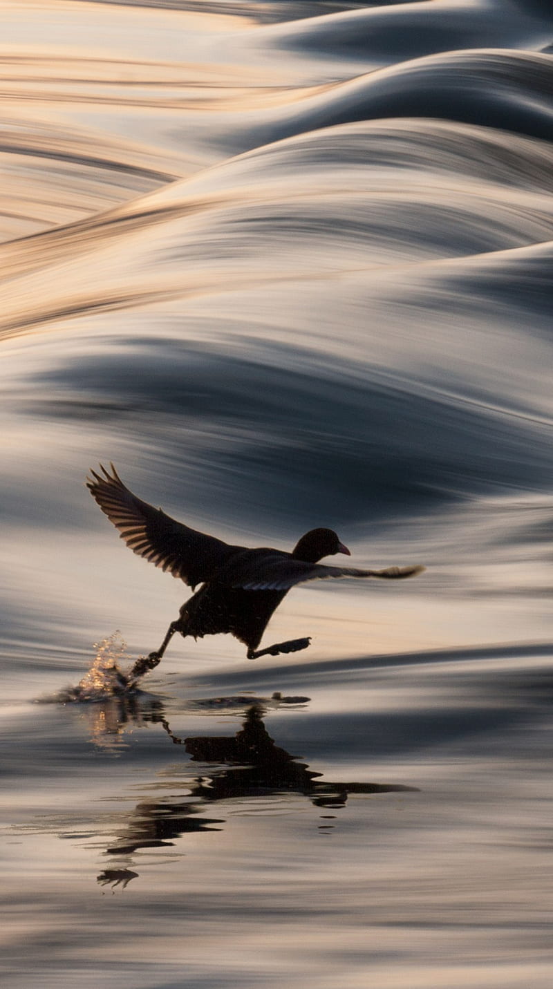 I Believe I Can Fly, bird, duck, fly, funny, iphone, nature, running water, HD phone wallpaper