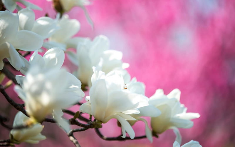 Magnolia Bloom, tree, bloom, flowers, nature, spring, white, HD wallpaper