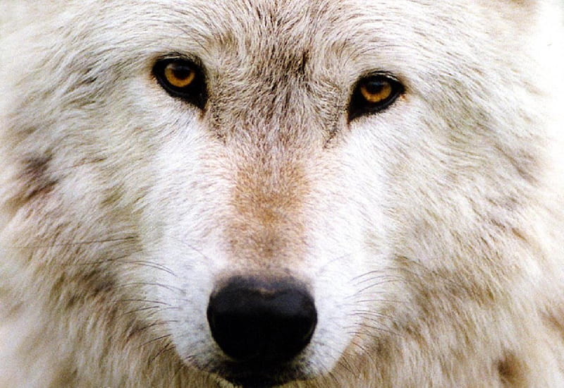 silver wolf, bonito, wolf, silver, wild, HD wallpaper