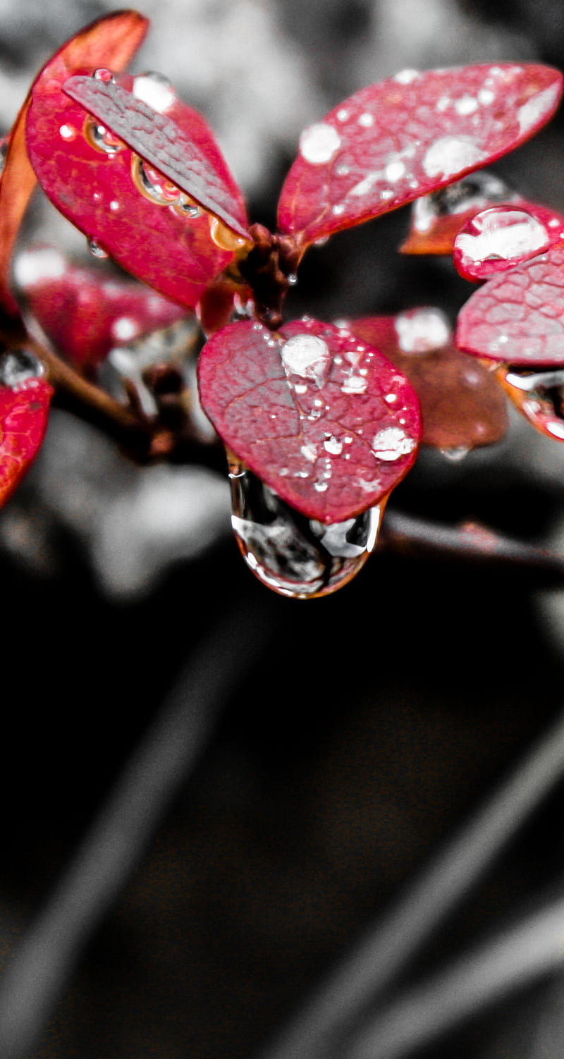 Fall, black, flower, leaves, rain, raindrop, red, summer, HD phone wallpaper