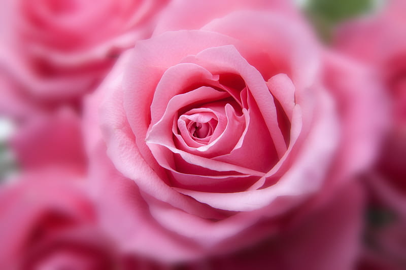 Pink Rose , flowers, roses, pink, HD wallpaper