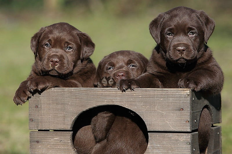Cute labrador puppies, cute, pet, brown, labrador, puppy, dog, HD wallpaper