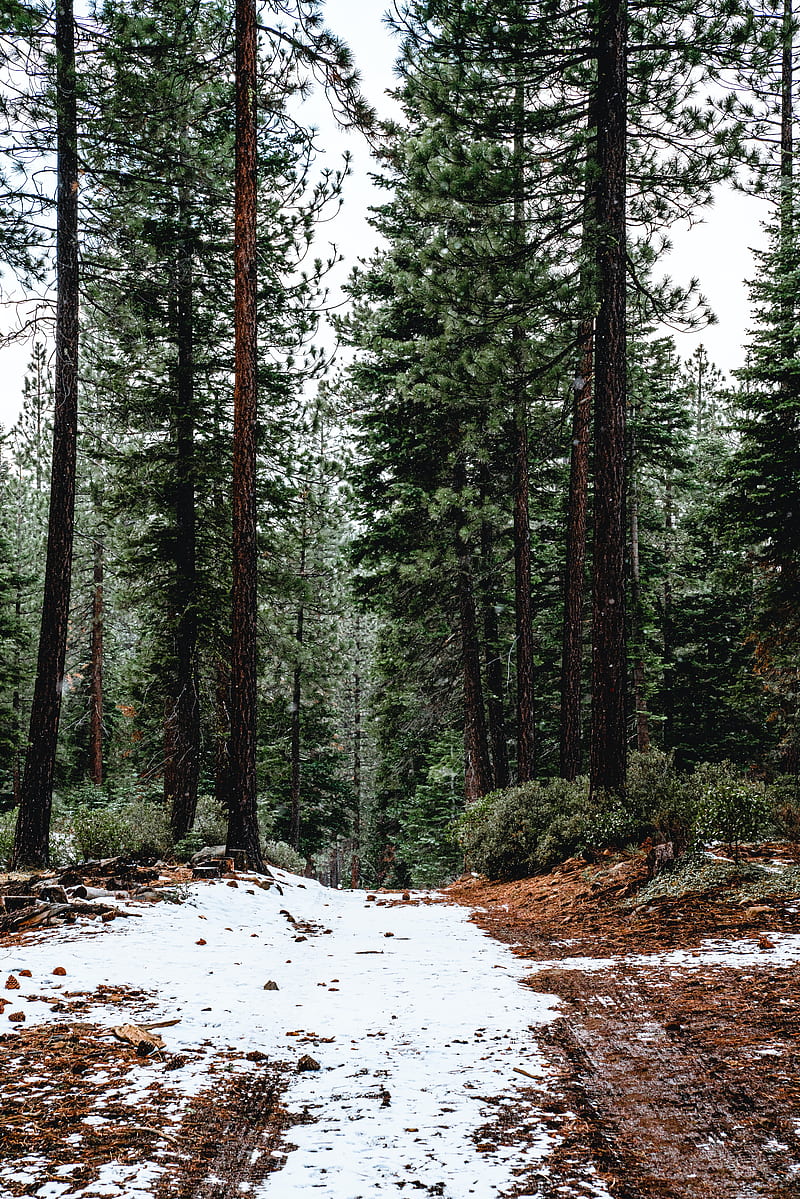 forest, pines, trees, snow, nature, HD phone wallpaper