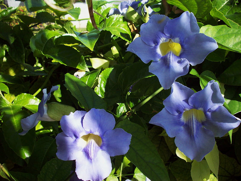 Blue Flowers, garden, flowers, blue, climbing vine, HD wallpaper