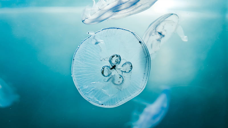 Blue Jellyfish Underwater Jellyfish, HD wallpaper