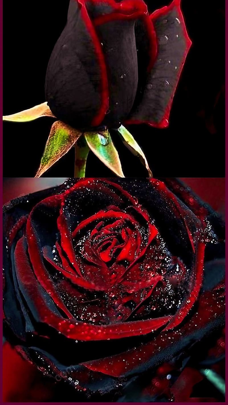 Gulab Ke Phool Ka, Garden roses, red rose, flower, HD phone wallpaper