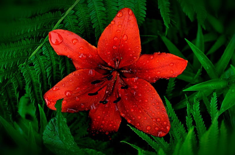 Lily, flowe, drops, rain, HD wallpaper