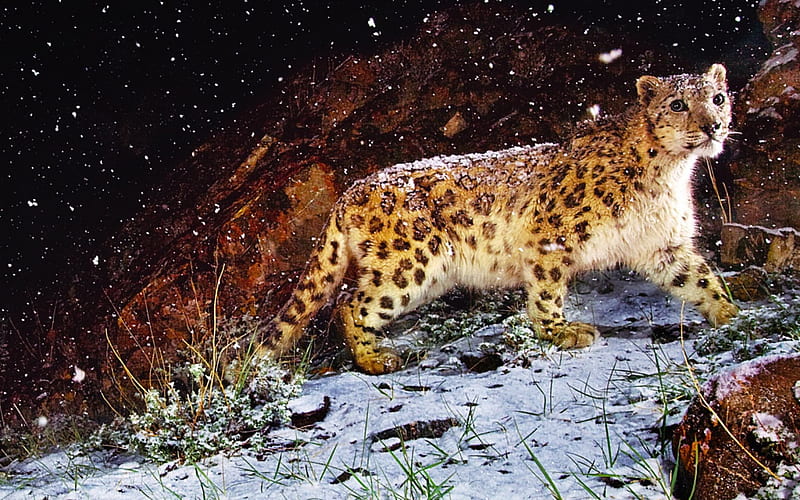 SNOW FLURRY LEOPARD, leopard, rock, snow, HD wallpaper