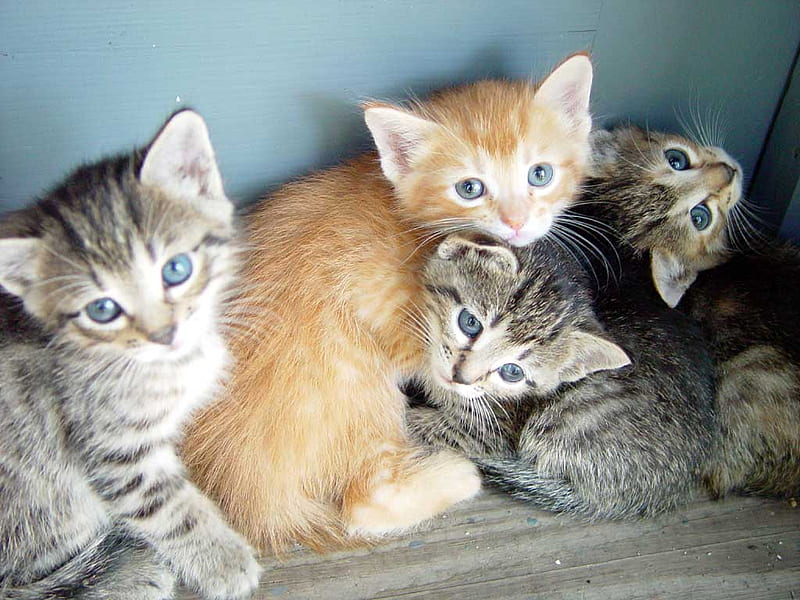 NAMES ARE KENT DEEJAI BLU LISA, kittens, cute, playful, adorable, HD wallpaper