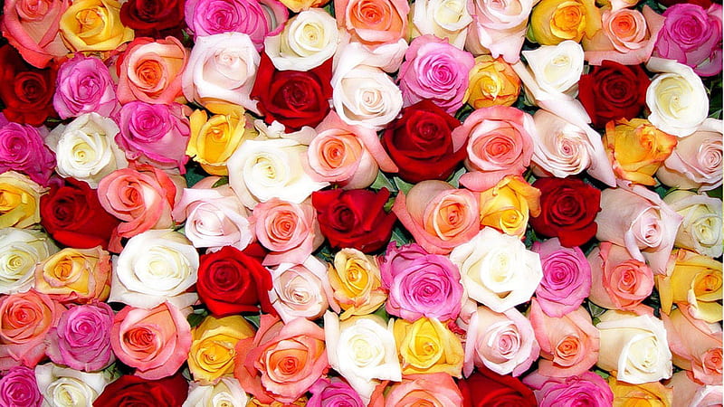 Colorful Bunch Of Rose Flowers Rose, HD wallpaper