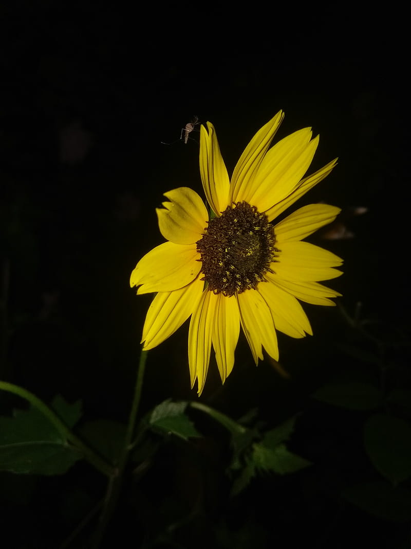 Night Sunflower, black, flower, nature, sun, yellow, HD phone wallpaper