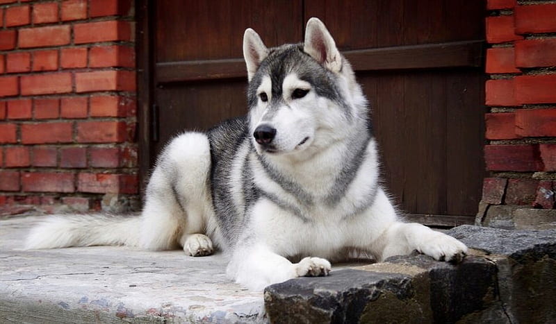 Beautiful Husky, regal, grahy, Dog, mans best friend, handsome, sitting, husky, HD wallpaper