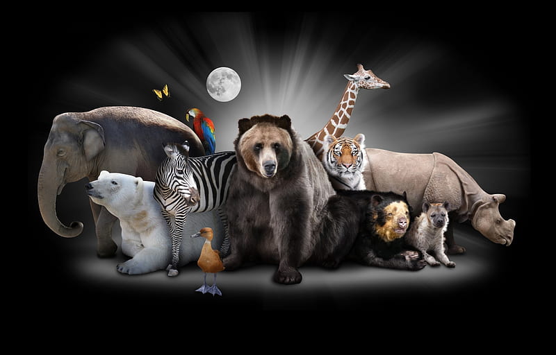Animals, moon, elephant, bear, black, parrot, ara, monkey, moon, bird, giraffe, white, zebra, polar bear, HD wallpaper