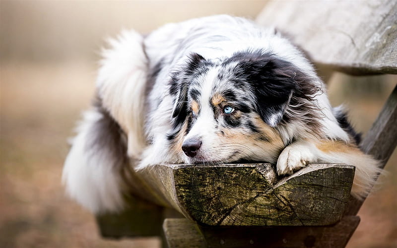 Australian Shepherd Dog, dog on the bench, cute animals, blue eyes, autumn, dogs, Aussie, HD wallpaper