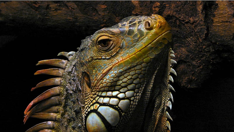 Iguana, HD wallpaper
