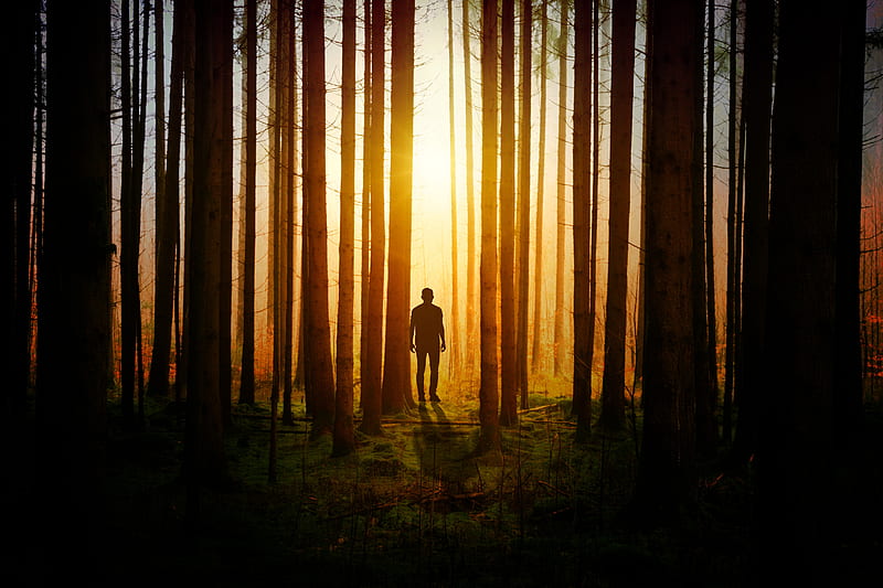 Silhouette Of A Man In Woods Covered By Tress Sunbeams, silhouette, woods, forest, trees, sunbeam, graphy, HD wallpaper