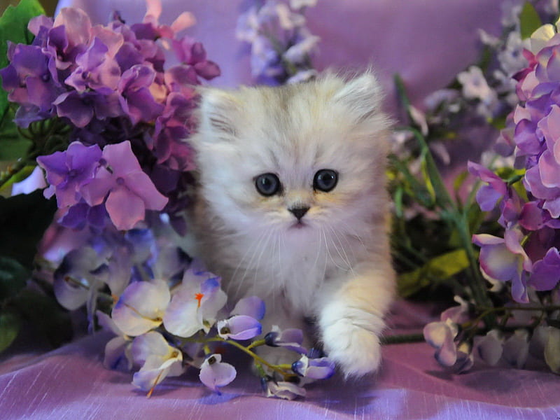 Kitty in paradise, fluffy, kitty, adorable, cat, floral, sweet, cute, paradise, purple, flowers, nature, kitten, white, HD wallpaper