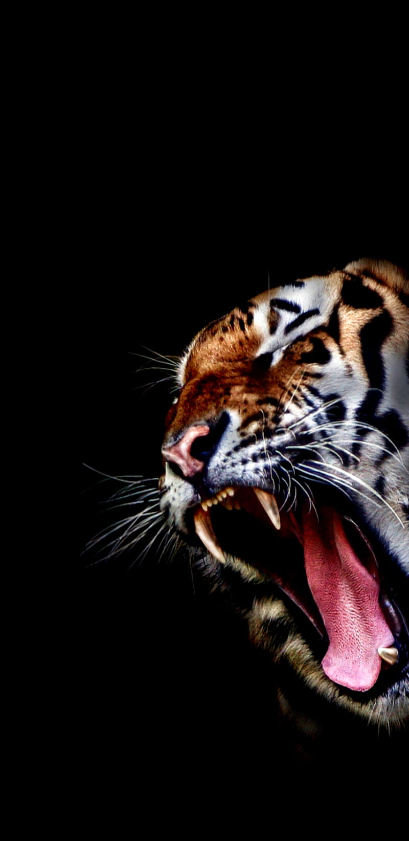 Vicious Tiger, amoled, bite, cat, nature, q, roar, teeth, tiger, vicious, wild, HD phone wallpaper