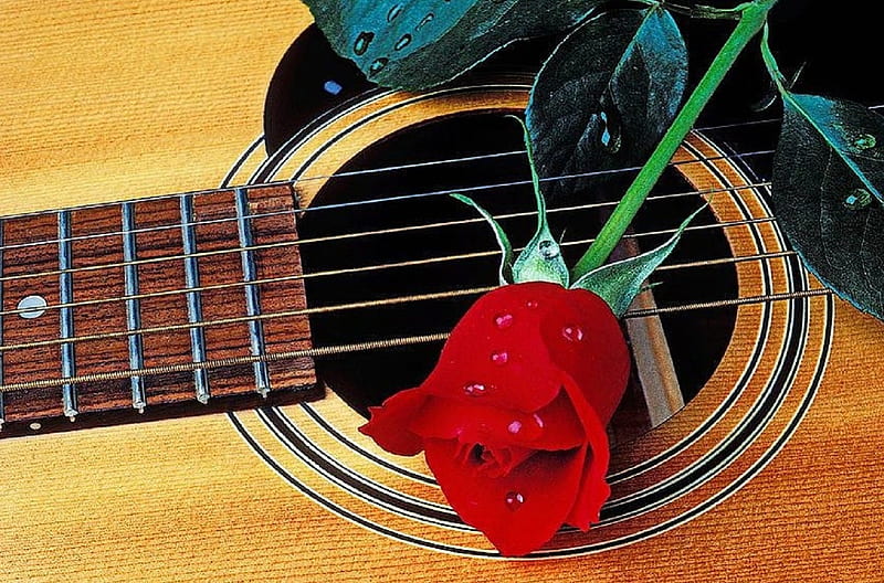 Rosa en la guitarra, bonita, hermosa naturaleza muerta, encantadora, rosa,  amor cuatro estaciones, Fondo de pantalla HD | Peakpx