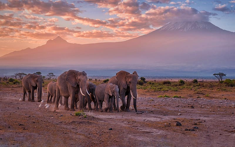 Elephants Mount Kilimanjaro Amboseli Kenya Bing, HD wallpaper