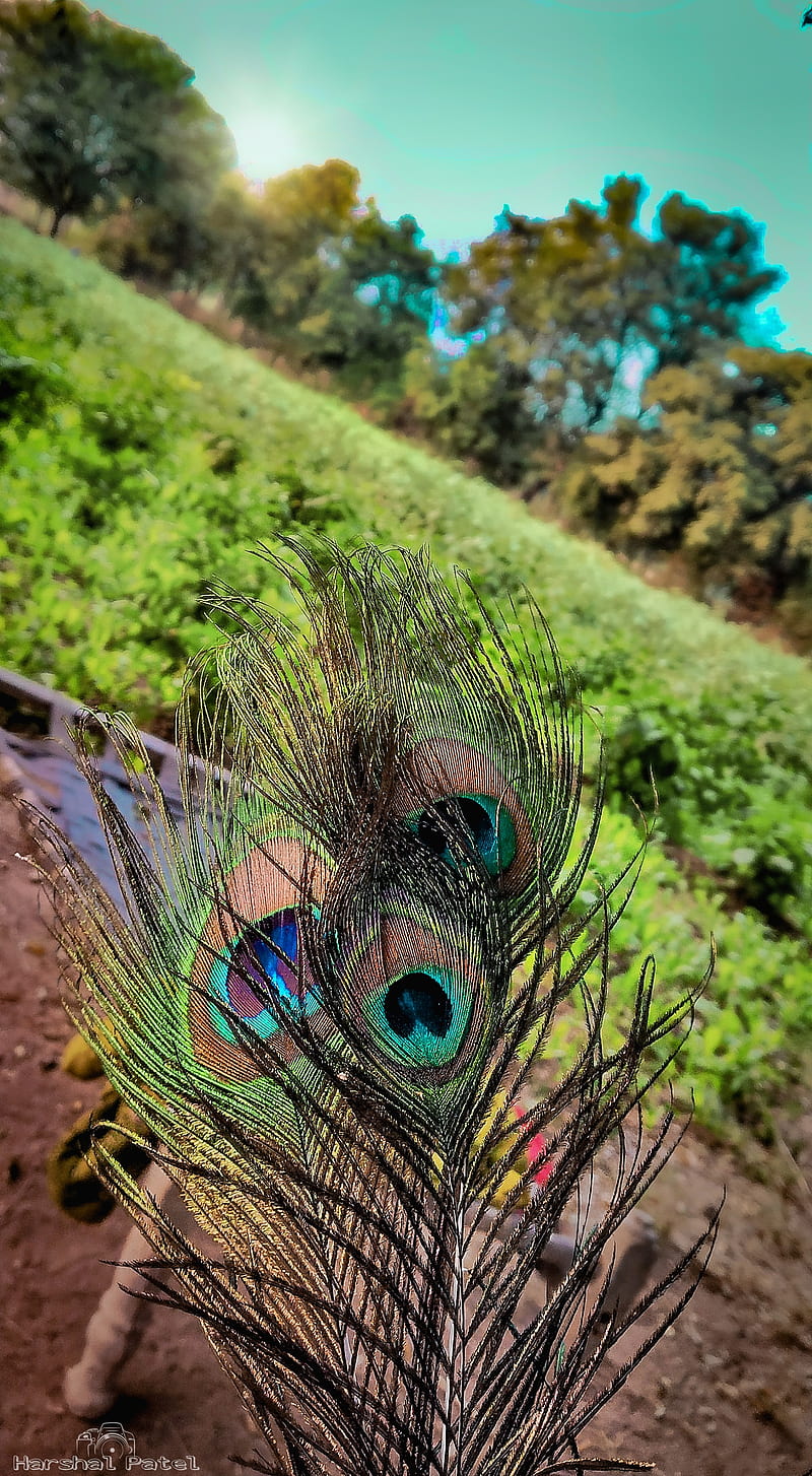 Feather, krishna, nature beauty, nature love, peacock, peacock love, HD phone wallpaper
