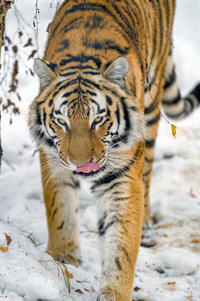 tiger, protruding tongue, animal, big cat, wildlife, HD phone wallpaper