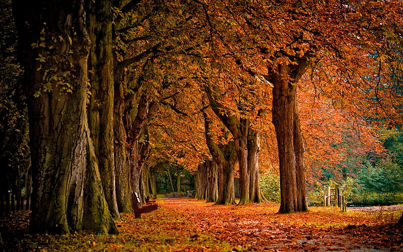 Autumn leaves park trees-2016 Scenery, HD wallpaper