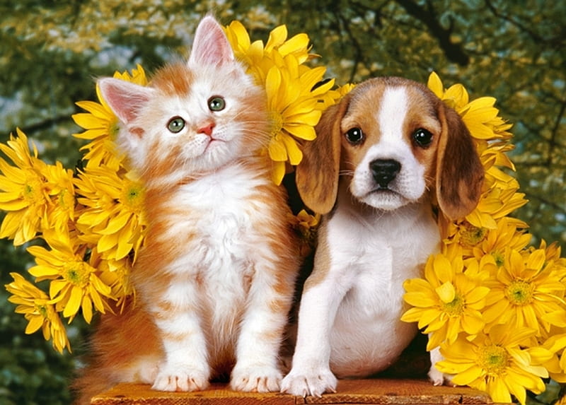 kitten, cat, pisici, couple, dog, puppy, yellow, animal, pet, flower, HD wallpaper