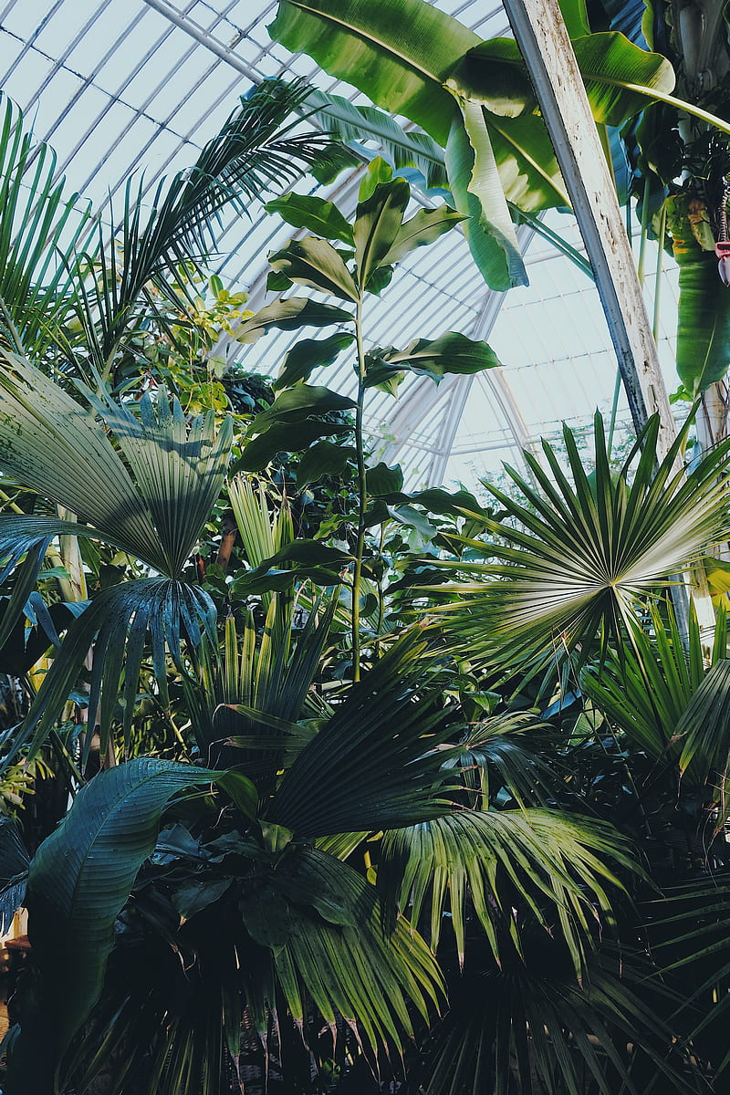plants, greenhouse, garden, exotic, HD phone wallpaper