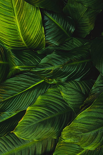 HD green leaves wallpapers | Peakpx