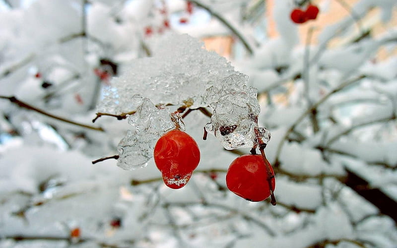 Nature winter red berries rose hips snow bushes . . 197201, HD wallpaper