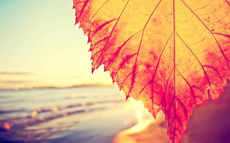 autumn at the beach, fall, wet, autumn, sun, orange, waves, leaf, graphy, sand, water, beauty, nature, sunshine, HD wallpaper