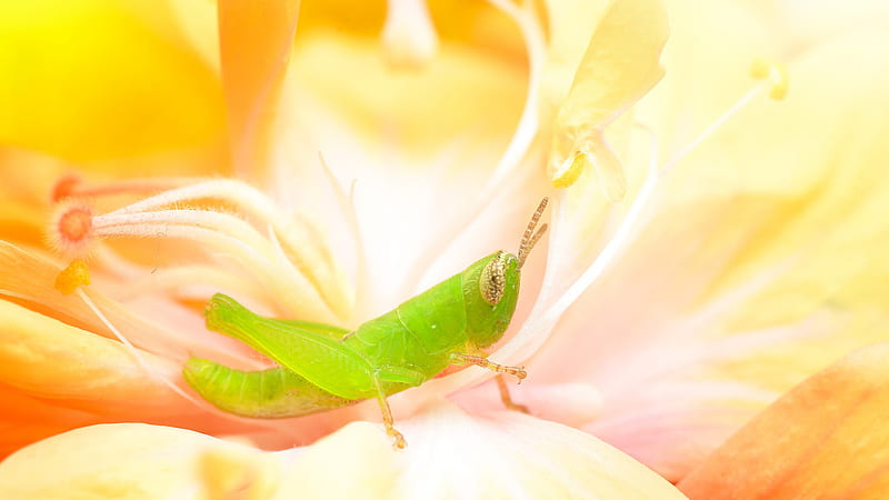 Green Grasshopper Perched on Yellow Flower During Day Time Animals, HD wallpaper