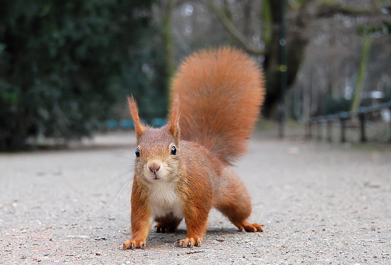 Red Squirrel, ear tufts, squirrel, dusseldorf, winter ear tufts, hofgarten, HD wallpaper