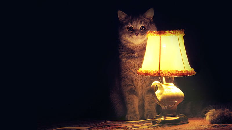 Black White Cat Is Sitting In Front Of Table Lamp In Dark Background Cat, HD wallpaper