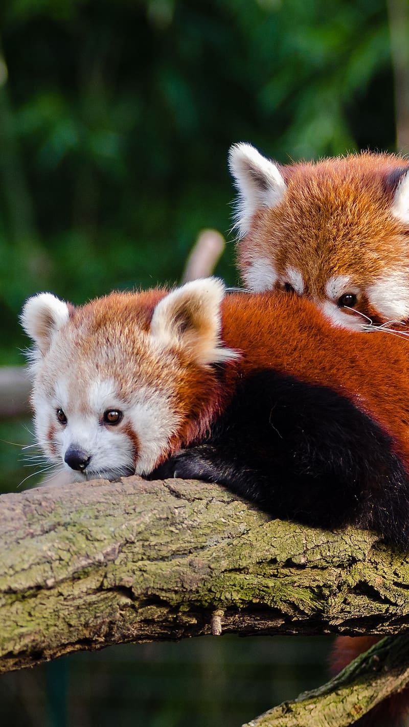 Red Panda Cute Photos Cool Wallpapers Hd | Imágenes españoles