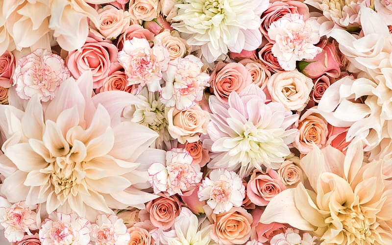 Flowers, Flower, Rose, , Carnation, Dahlia, Pastel, White Flower, Pink Flower, HD wallpaper