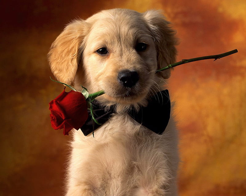 Lovely Dog, rose, HD wallpaper